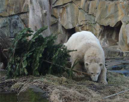 knut_2008_01.jpg