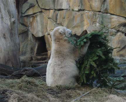 knut_2008_02.jpg